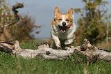 CORGI PEMBROKE 1019